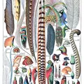 Feathers, nota de perfume