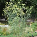 Fennel, nota de perfume