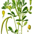 fenugreek, nota de perfume