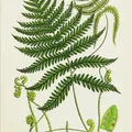 fern, nota de perfume