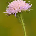 Field scabious, nota de perfume
