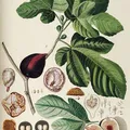 Fig Leaf, nota de perfume