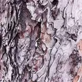 Fig Wood Bark perfume note