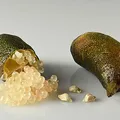 Finger Lime, nota de perfume