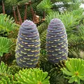 fir, nota de perfume