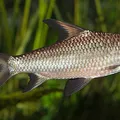 Fish, nota de perfume
