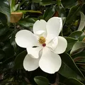 Floral, परफ्यूम नोट