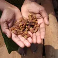forest fruits, nota de perfume