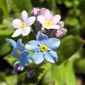 Forget me not, nota de perfume