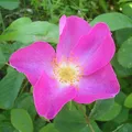 French Rose, nota de perfume