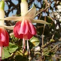 Fuchsia, nota de perfume