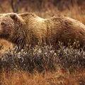 Fur, nota de perfume