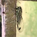 Galanga, nota de perfume