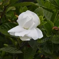Gardenia, nota de perfume