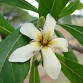Genipapo, nota de perfume