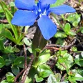 gentiana, nota de perfume