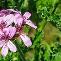 Geranio, nota de perfume