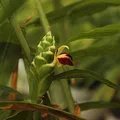 Jengibre, nota de perfume