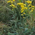 Goldenrod perfume note