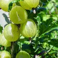 gooseberry, nota de perfume