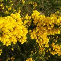 Gorse, nota de perfume