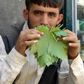 Grape leaves, nota de perfume