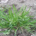 grass, nota de perfume