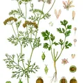 Green Coriander, nota de perfume