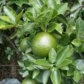 Green Orange, nota de perfume