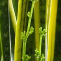 Green Sap, nota de perfume