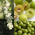 Greengage, nota de perfume