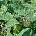 Ground Cherry, nota de perfume