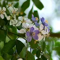 Madera de guayaco, nota de perfume