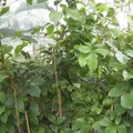 Guarana, nota de perfume