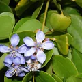 Guayacan, nota de perfume