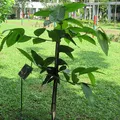 Gurjun balsam, nota de perfume