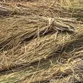 Hat straw perfume note