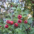 Hawthorn, nota de perfume