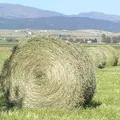 Hay, nota de perfume