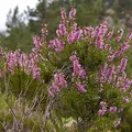 heather, nota de perfume
