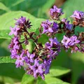 Heliotropo, nota de perfume