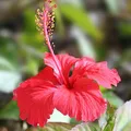 Hibiscus, nota de perfume
