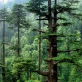 Himalayan Cedar, nota de perfume