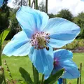 Himalayan Poppy, nota de perfume
