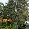 hinoki, nota de perfume