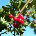 Holly, nota de perfume