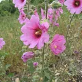 Hollyhock, nota de perfume