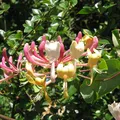 Honeysuckle, nota de perfume