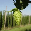 Hops, nota de perfume