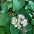 Hortensia, nota de perfume
